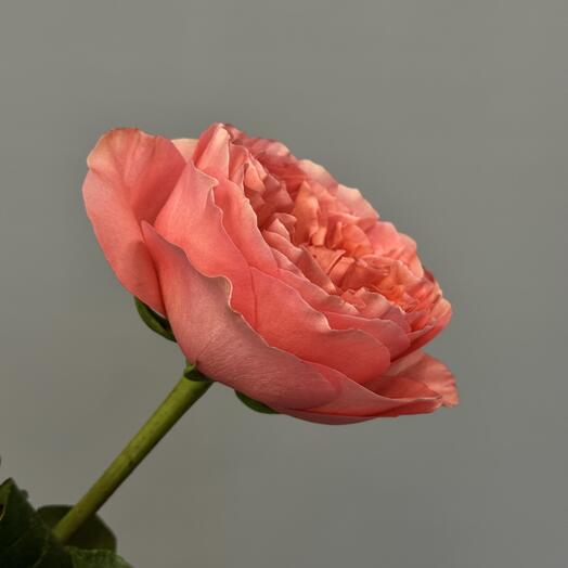 Роза сорта мандарин