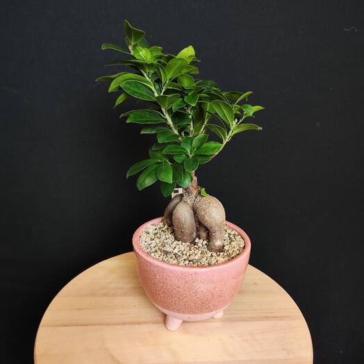Фикус Гинсенг в керамическом кашпо