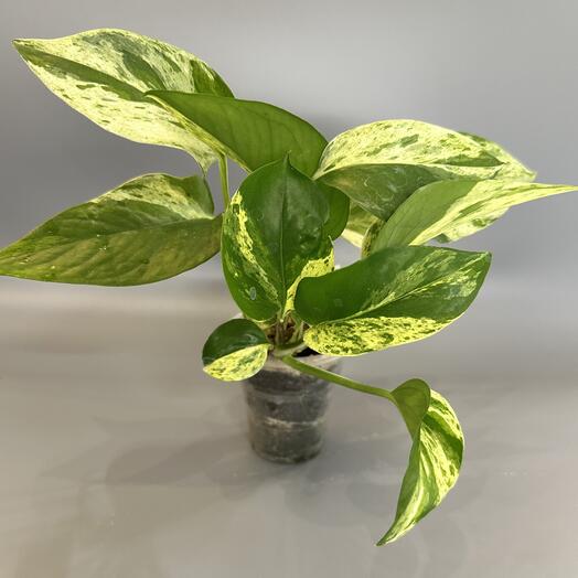 Сциндапсус Марб Квин Marble Queen