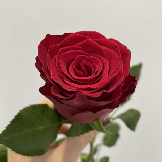 Роза красная «Родос», Даниэль