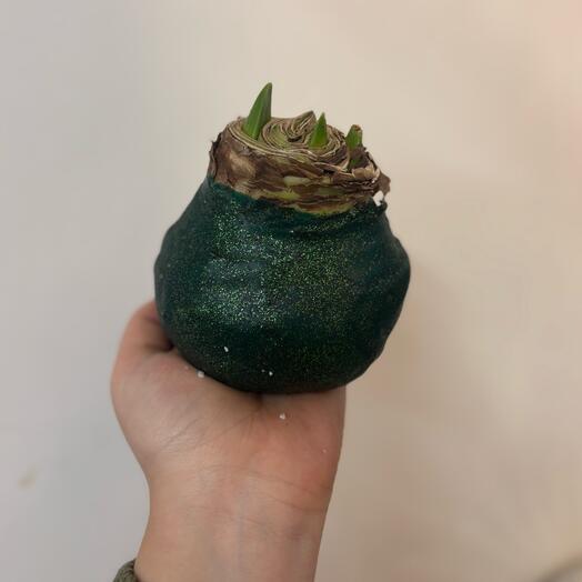 Луковица амариллиса зелёный блеск