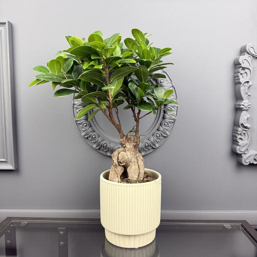 Фикус Гинсенг в керамическом кашпо D 14 Высота 40 см