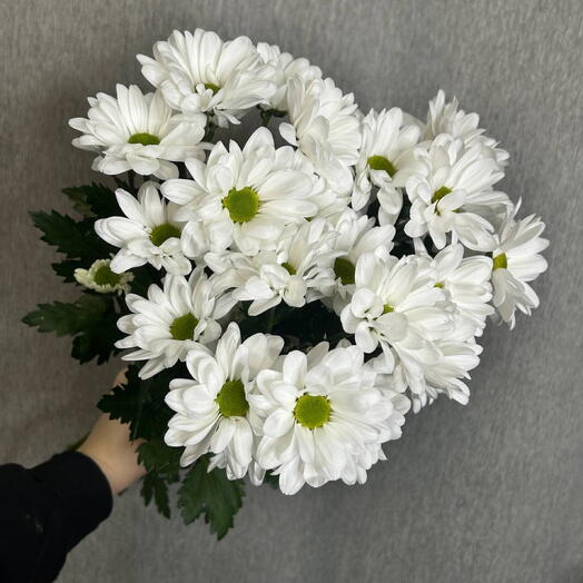 Букет из 3 кустовых ромашек(хризантем)