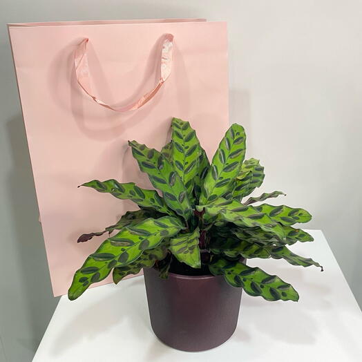 Комнатное растение Калатея Лансифолия в кашпо