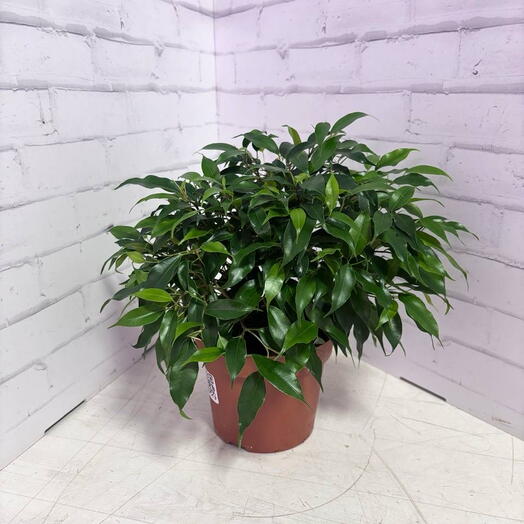 Фикус Бенджамина Грин кинки