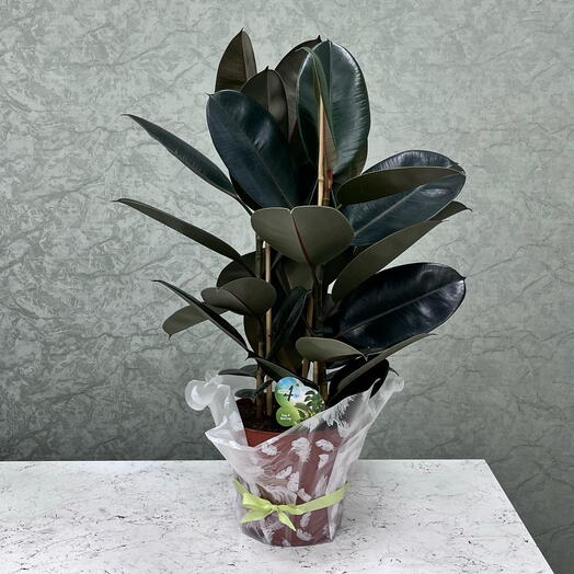 Фикус 3рр Абиджан
