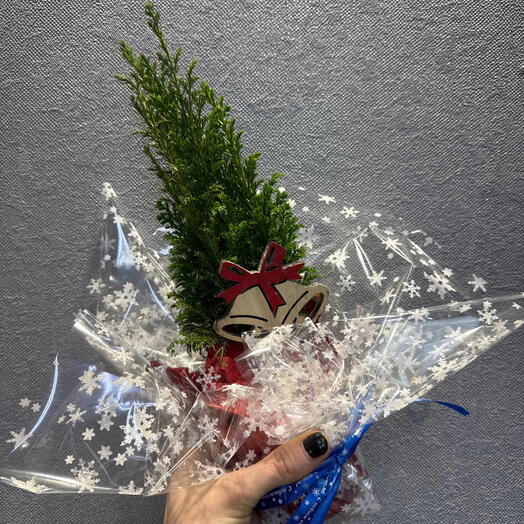 Мини елочка живая