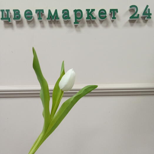 Тюльпан Голландия