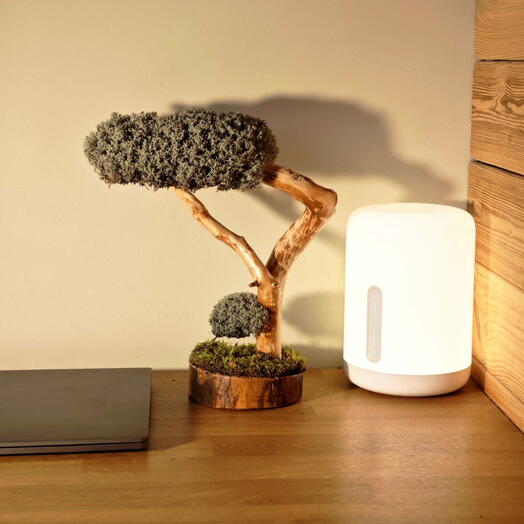 Bonsai Tree 82