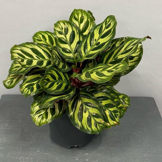 Калатея с очень красивыми листьями