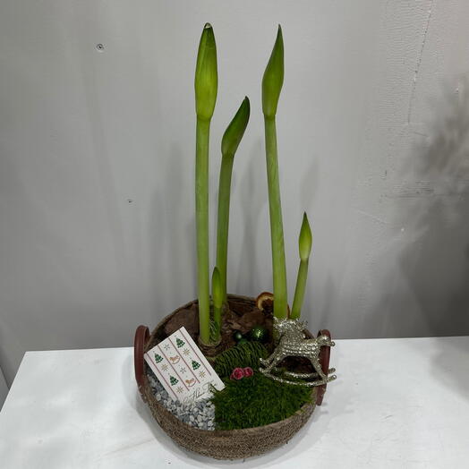 Новогодняя композиция Амариллис 3 шт