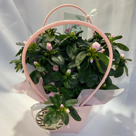 Нежно розовая азалия