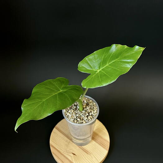 Алоказия Гагеана в минеральном грунте Lechuza Pon