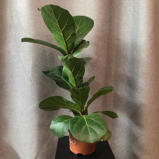 Комнатное растение