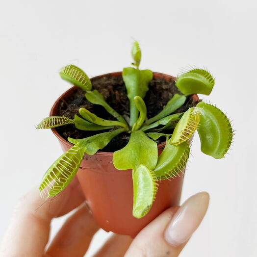 Дионея Мусципула (Венерина Мухоловка) д5