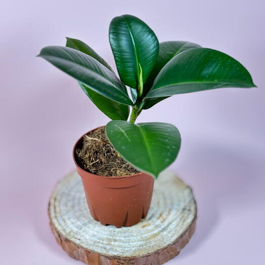 Фикус Кинг Конг