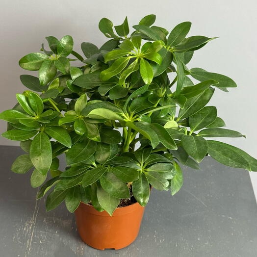 Комнатное растение- пышное деревце Шеффлера Грин ☘️☘️☘️