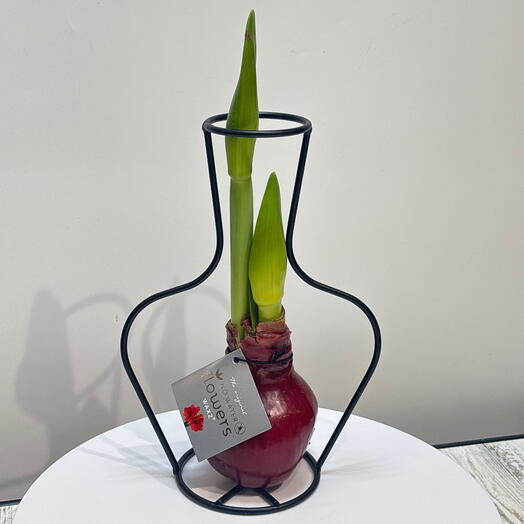 Луковица Амариллиса в воске красная  в металической оправе (Голландия)