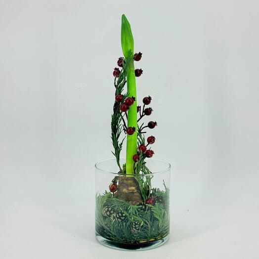 Амариллис в прозрачной вазе с хвоей