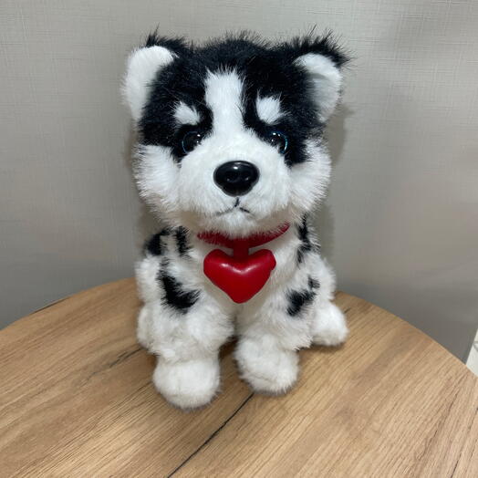 Щенок хаски чёрный