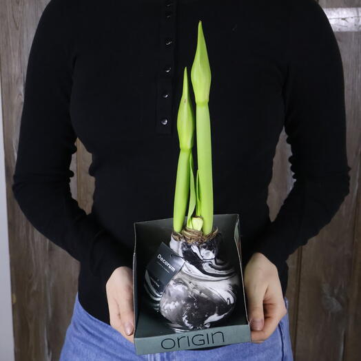 Луковица амариллиса в воске «градиент»