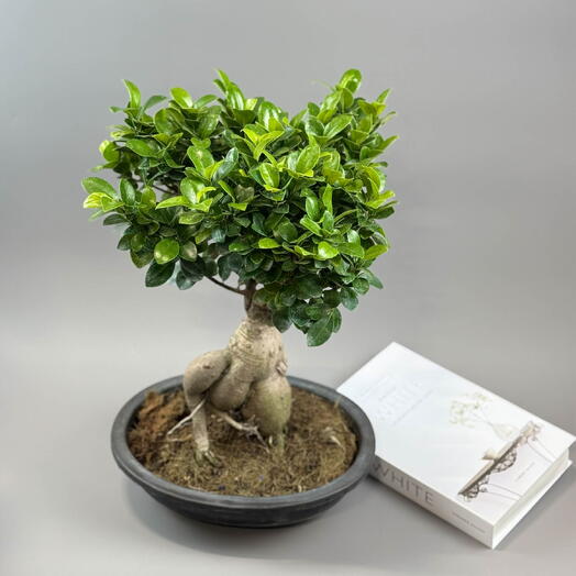 Фикус микрокарпа Гинсенг бонсай