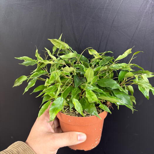 Комнатное растение карликовый фикус