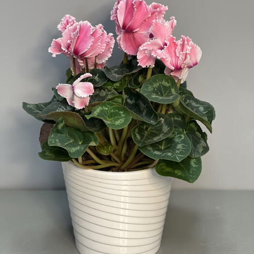 ЦИКЛАМЕН (CYCLAMEN) GR F1