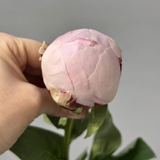 🌸 Пионы Sarah Bernhardt