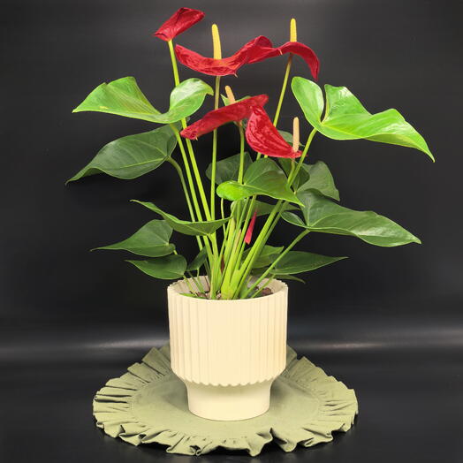 Антуриум Мужское счастье с большими красными цветами подарок на 8 марта