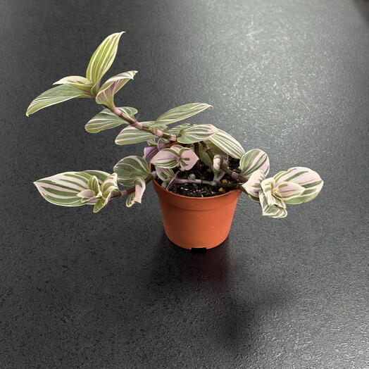 Традесканция Nanouk, розовая