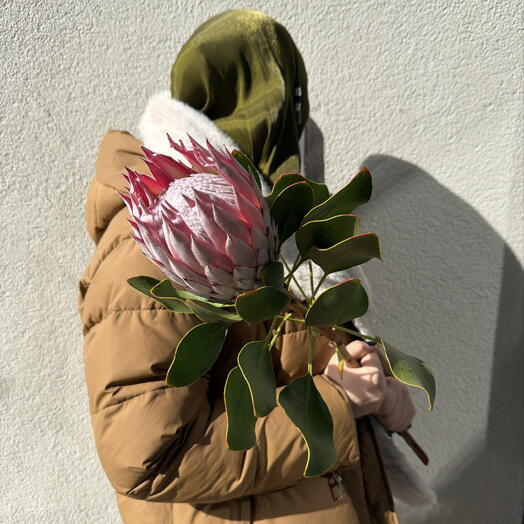 Протея королевская Венус