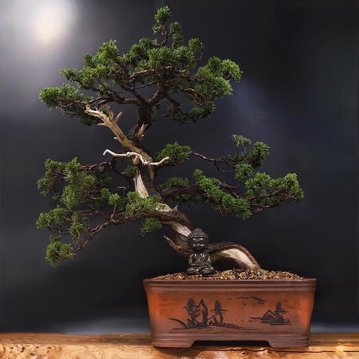 Бонсай Можжевельник, 75см, 77 лет