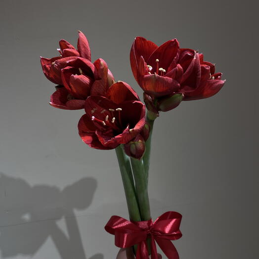 Букет из Амариллисов 3шт