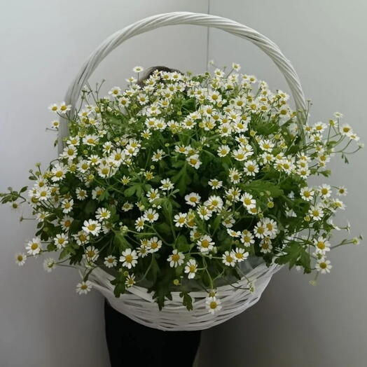 Корзина с цветами из камиллы ромашки 31