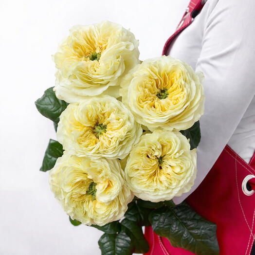 Пачка (5шт.) Роза одноголовая Вендинг Чепел 60см