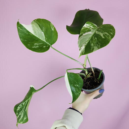 Монстера Альба | Monstera Alba var