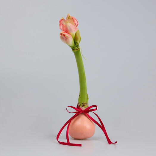 Амариллис в воске