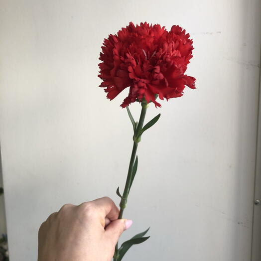 Гвоздика красная