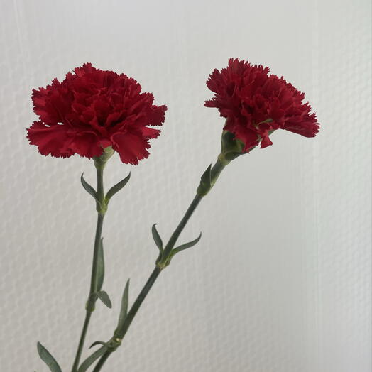 Гвоздика красная (2 шт)