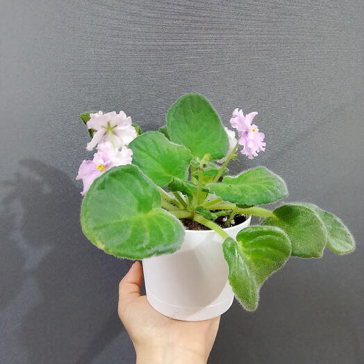 Комнатное растение🌺☺️