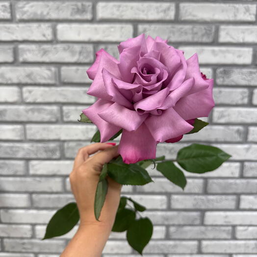 Французская Роза 💜