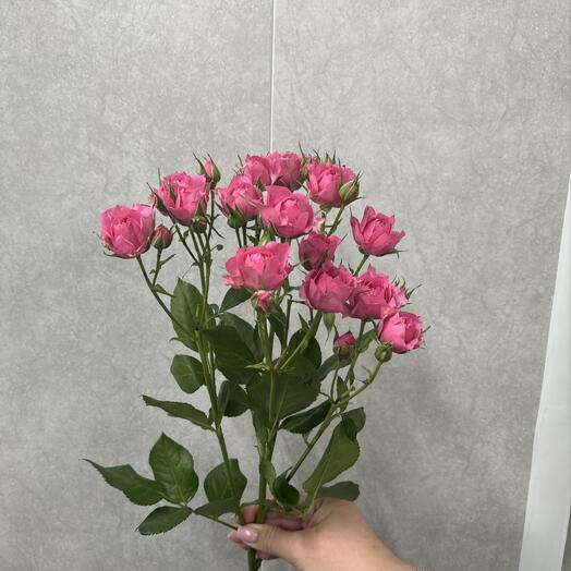 Роза кустовая