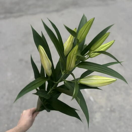 Лилия белая