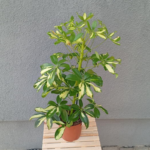 Шефлера🌿