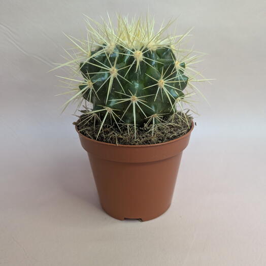 Кактус в горшке 🌵 Неприхотливый комнатный суккулент (7)