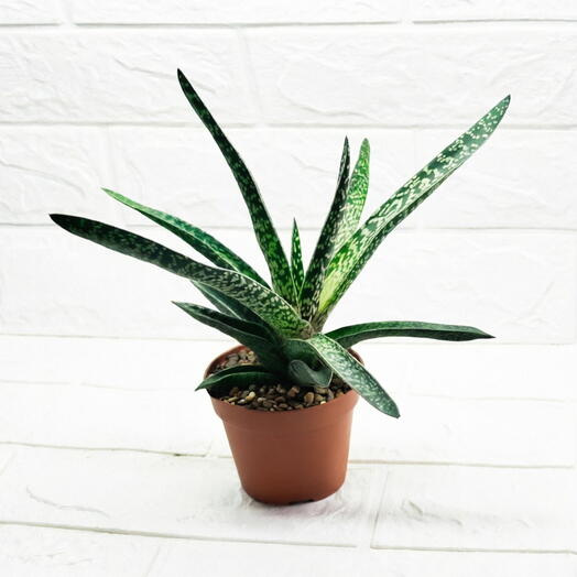 Алоэ Variegata