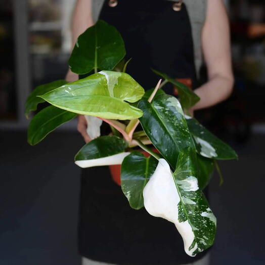 Филодендрон «Вайт Принцесс» (Philodendron ‘White Princess )