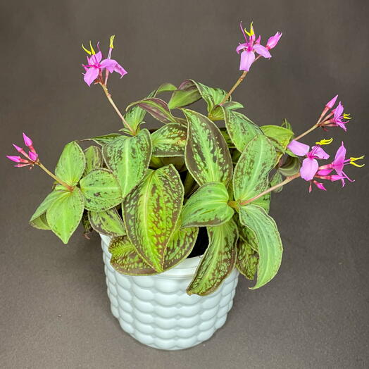 Сонерила кантоненсис (Sonerila cantonensis)
