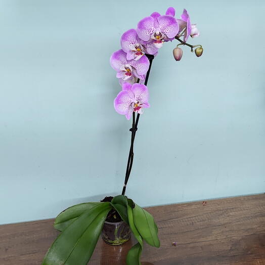 Orchid 2